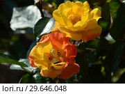Роза флорибунда Солей дю Монд (Soleil du Monde, delseb), Delbard 2007. Стоковое фото, фотограф lana1501 / Фотобанк Лори