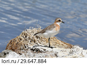 Зуёк каспийский  (Charadrius asiaticus) на берегу высокогорного озера Nak Ruldan (Нак Рулдан) в Тибете недалеко от селения Якра (2018 год). Стоковое фото, фотограф Овчинникова Ирина / Фотобанк Лори
