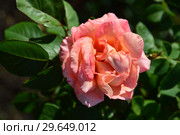 Чайно-гибридная роза Вом Вишес (лат. Rosa Warm Wishes), Fryer's Roses, Англия 1994. Стоковое фото, фотограф lana1501 / Фотобанк Лори