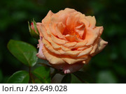 Роза чайно-гибридная Вом Вишес (лат. Warm Wishes), Gareth Fryer's Roses, Англия 1994. Стоковое фото, фотограф lana1501 / Фотобанк Лори