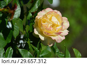 Роза флорибунда Абсолютлей Фабулос (Rosa Absolutly Fabulous), Harkness Roses, Великобритания 2004. Стоковое фото, фотограф lana1501 / Фотобанк Лори