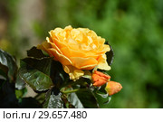 Роза флорибунда Амбер Куин (Янтарная королева) (лат. Amber Queen), Harkness Roses, Великобритания, 1983. Стоковое фото, фотограф lana1501 / Фотобанк Лори