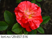Роза флорибунда Хэнки Пэнки (Rosa Hanky Panky), Tom Carruth (США) 2004, C&K Jones. Стоковое фото, фотограф lana1501 / Фотобанк Лори