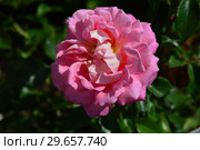 Роза чайно-гибридная Одри Уилкокс (лат. Rosa Audrey Wilcox), Fryers Roses, Великобритания, 1995. Стоковое фото, фотограф lana1501 / Фотобанк Лори