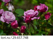 Чайно-гибридная роза Муди Блю (лат. Rosa Moody Blue), Fryers Roses, Великобритания 2008. Стоковое фото, фотограф lana1501 / Фотобанк Лори