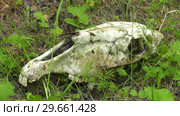 Череп лошади на траве. Skull of a horse on a grass. Стоковое видео, видеограф Евгений Романов / Фотобанк Лори