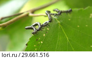 Гусеницы пилильщика березового минирующего на берёзовом листе. Caterpillars of birch leafminer on birch leaf. Стоковое видео, видеограф Евгений Романов / Фотобанк Лори