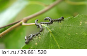 Гусеницы пилильщика березового минирующего на берёзовом листе. Caterpillars of birch leafminer on birch leaf. Стоковое видео, видеограф Евгений Романов / Фотобанк Лори