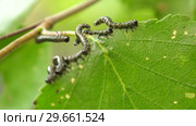 Гусеницы пилильщика березового минирующего на берёзовом листе. Caterpillars of birch leafminer on birch leaf. Стоковое видео, видеограф Евгений Романов / Фотобанк Лори