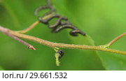 Гусеницы пилильщика березового минирующего на берёзовом листе. Caterpillars of birch leafminer on birch leaf. Стоковое видео, видеограф Евгений Романов / Фотобанк Лори