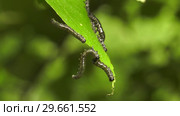 Гусеницы пилильщика березового минирующего на берёзовом листе. Caterpillars of birch leafminer on birch leaf. Стоковое видео, видеограф Евгений Романов / Фотобанк Лори