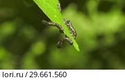 Гусеницы пилильщика березового минирующего на берёзовом листе. Caterpillars of birch leafminer on birch leaf. Стоковое видео, видеограф Евгений Романов / Фотобанк Лори