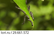 Гусеницы пилильщика березового минирующего на берёзовом листе. Caterpillars of birch leafminer on birch leaf. Стоковое фото, фотограф Евгений Романов / Фотобанк Лори