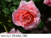 Роза кустарниковая Лорэн Каброль (Лоран Каброль) (Rosa Laurent Cabrol). Guillot Massada. France, 2009. Стоковое фото, фотограф lana1501 / Фотобанк Лори