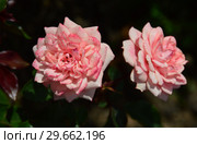 Миниатюрная роза патио Корэл Свит Дрим (Корал Суит Дрим) (Rosa Coral Sweet Dream), Fryers Roses, Великобритания 2011. Стоковое фото, фотограф lana1501 / Фотобанк Лори