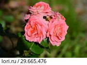 Роза кустарниковая Мами Дитье (Мами Дитер, Мами Дитьер), (лат. Rosa Mamie Dittiere). Petales de Roses. Massad, Франция 2011. Стоковое фото, фотограф lana1501 / Фотобанк Лори