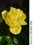 Роза флорибунда Сувенир де Марсель Пруст (Сувенирс де Марсель Пруст), (Rosa Souvenir de Marcel Proust, Souvenirs de Marcel Proust). Коллекция Дельбара (Delbard), Франция 1993. Стоковое фото, фотограф lana1501 / Фотобанк Лори