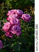 Бокаловидные цветы чайно-гибридной розы Муди Блю (Rosa Moody Blue), Fryer's Roses, Великобритания 2008. Стоковое фото, фотограф lana1501 / Фотобанк Лори