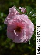 Роза флорибунда Олдерли Парк (Алдерли Парк) (лат. Rosa Alderley Park). Fryers Roses, Великобритания, 2007. Стоковое фото, фотограф lana1501 / Фотобанк Лори