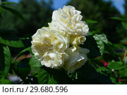 Роза грандифлора Фрэнк Мишель (лат. Rosa Frank Michael). Laperriere Франция, Evers 2000. Стоковое фото, фотограф lana1501 / Фотобанк Лори