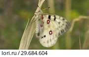Бабочка Аполлон. Butterfly Parnassius apollo. Стоковое видео, видеограф Евгений Романов / Фотобанк Лори