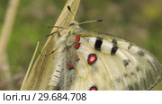 Бабочка Аполлон. Butterfly Parnassius apollo. Стоковое видео, видеограф Евгений Романов / Фотобанк Лори