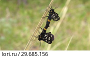 Совокупление бабочек Лжепестрянки обыкновенной (Amata phegea). Copulating of yellow belted burnet (Amata phegea). Стоковое видео, видеограф Евгений Романов / Фотобанк Лори