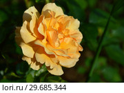 Роза чайно-гибридная Гарден Глори (Rosa Garden Glory), Harkness Roses, Великобритания 1996. Стоковое фото, фотограф lana1501 / Фотобанк Лори