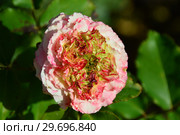 Кустарниковая роза Роз`Одиль / Жардан а Флер Ду (лат. Ros’odile / Jardins a Fleur D`eau). Petales de Roses. Guillot- Massada (Гийо-Массада), Франция, 2011. Стоковое фото, фотограф lana1501 / Фотобанк Лори
