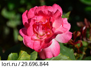 Роза чайно-гибридная Рио Самба (лат. Rosa Rio Samba). Jackson&Perkins. Guillot- Massada (Гийо-Массада), Франция, 1991. Стоковое фото, фотограф lana1501 / Фотобанк Лори