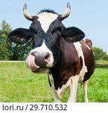 Смешная корова на лугу облизывается. Стоковое фото, фотограф E. O. / Фотобанк Лори