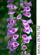 Наперстянка или Дигиталис (foxglove) Стоковое фото, фотограф Татьяна Белова / Фотобанк Лори