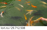 Koi fish and silver carp in pond eating. Стоковое видео, видеограф Игорь Жоров / Фотобанк Лори