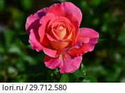 Роза чайно-гибридная Одри Уилкокс (Одри Вилкокс, Одрей Вилкокс), (Rosa Audrey Wilcox), Fryers Roses, Великобритания, 1995. Стоковое фото, фотограф lana1501 / Фотобанк Лори