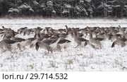 Стадо домашних гусей на снежном поле. Flock of domestic geese on snowy field. Стоковое видео, видеограф Евгений Романов / Фотобанк Лори