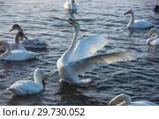 Fighting white whooping swans. Стоковое фото, фотограф Jan Jack Russo Media / Фотобанк Лори