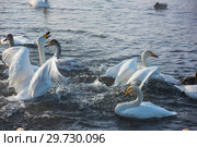 Fighting white whooping swans. Стоковое фото, фотограф Jan Jack Russo Media / Фотобанк Лори