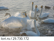 Fighting white whooping swans. Стоковое фото, фотограф Jan Jack Russo Media / Фотобанк Лори