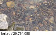 Паразитический червь волосатик в воде. Horsehair worm in water. Стоковое видео, видеограф Евгений Романов / Фотобанк Лори