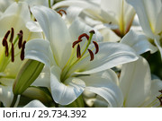 Лилия От-гибрид (ориенпеты) Циклон (лат. Lilium Cyclone) Стоковое фото, фотограф lana1501 / Фотобанк Лори