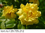 Роза чайно-гибридная Гайс Голд (Harmatch), (лат. Guy's Gold). Harkness, Великобритания 2007. Стоковое фото, фотограф lana1501 / Фотобанк Лори