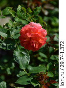 Роза кустарниковая Марсель ан Флёрс (Марсэй ан Флёр), (лат. Marseille en Fleurs). Petales de Roses. Massad, Франция 2009. Стоковое фото, фотограф lana1501 / Фотобанк Лори