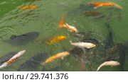 Koi fish and silver carp in pond eating. Стоковое видео, видеограф Игорь Жоров / Фотобанк Лори