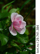 Роза флорибунда Наташа Ричардсон (Harpacte), (лат. Rosa Natasha Richardson). Harkness Roses (Розы Харкнесса), Великобритания 2011. Стоковое фото, фотограф lana1501 / Фотобанк Лори