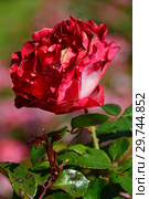 Роза чайно-гибридная (rosa tea hybrid) Ностальжи (Ностальгия, La Garconne, TANeiglat), (лат. Rosa Nostalgie). Rosen Tantau (Розы Тантау), Германия 1995. Стоковое фото, фотограф lana1501 / Фотобанк Лори