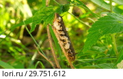 Личинки наездника на гусенице бабочки. Larvae of the parasitoid wasps on the сaterpillar of Euthrix potatoria's butterfly. Стоковое фото, фотограф Евгений Романов / Фотобанк Лори
