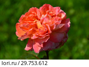 Роза чайно-гибридная Рене Госинни (Meifrypon, Рене Госсинни), (лат. Rosa Rene Goscinny). Jardin & Parfum, Florist Rose. Meilland, Франция 2005. Стоковое фото, фотограф lana1501 / Фотобанк Лори