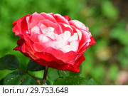 Роза чайно-гибридная Ностальжи (Ностальгия, TANeiglat, La Garconne), (rosa Nostalgie). Rosen Tantau (Розы Тантау), Германия 1995. Стоковое фото, фотограф lana1501 / Фотобанк Лори