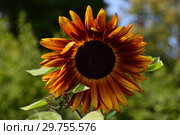 Декоративный подсолнечник, или гелиантус (лат. Helianthus) Вечернее солнце. Стоковое фото, фотограф lana1501 / Фотобанк Лори