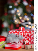 Gray rat with gifts on the background of the Christmas tree. Стоковое фото, фотограф Типляшина Евгения / Фотобанк Лори